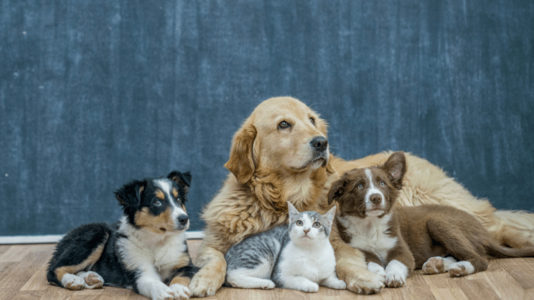 Golden Retriever Surrounded By 2 Puppies And A British Shorthair Kitten Let'S Chat Www.onemorestarmedia.com